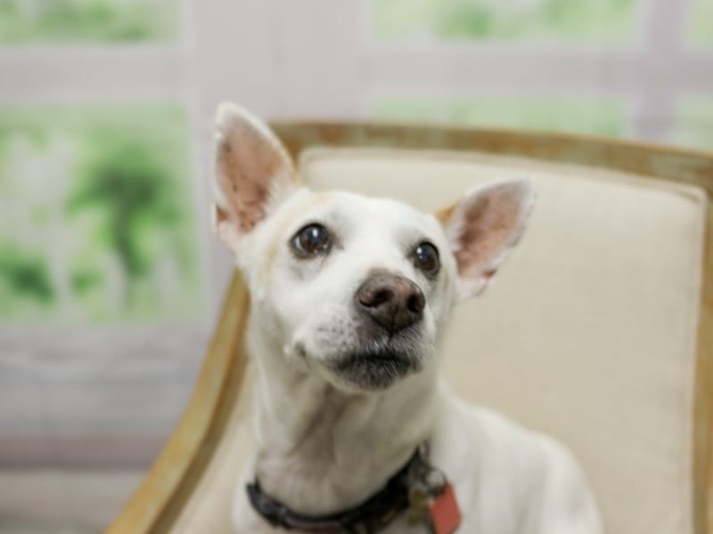 Professional headshot of that adorable little dog named Olive Fouché